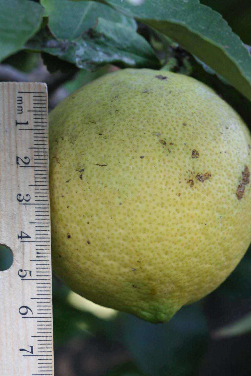            Fruit (Riverside, CA)   